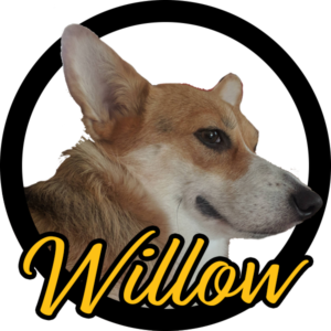 corgi with name willow