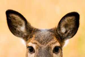 closeup shot of deer's ears perked up