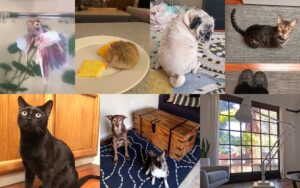 a grid of animals featuring a fish, hamster, cats, dogs, and a lamp