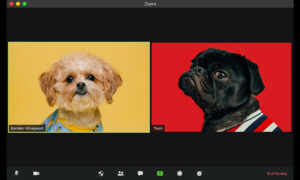 two dogs on a zoom video conference screen