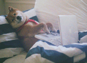 a shiba inu dog working on a laptop in bed